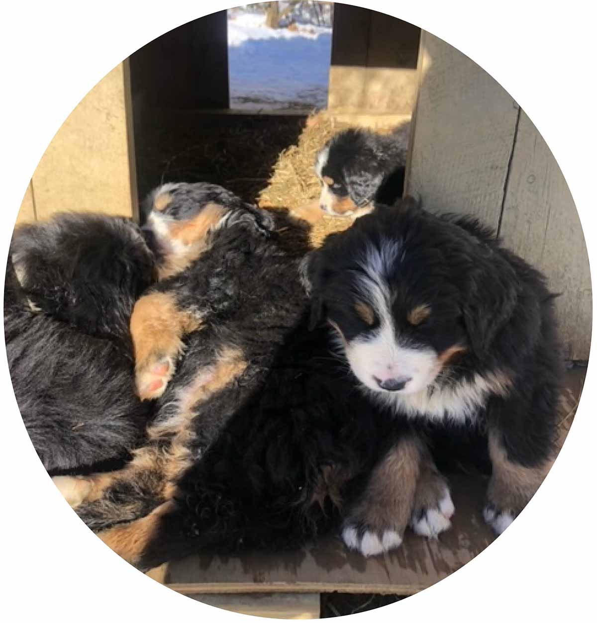 Advanced Medical Imaging For Veterinary Practices